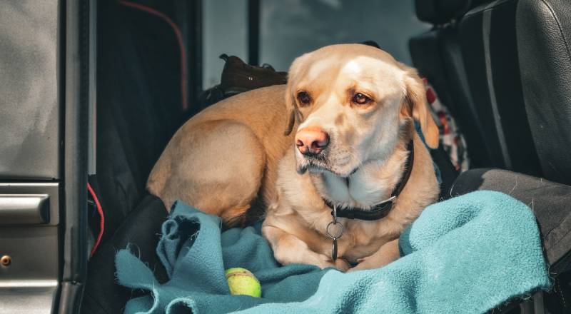 Moving to Spain with Pets: Everything Expats Need to Know
