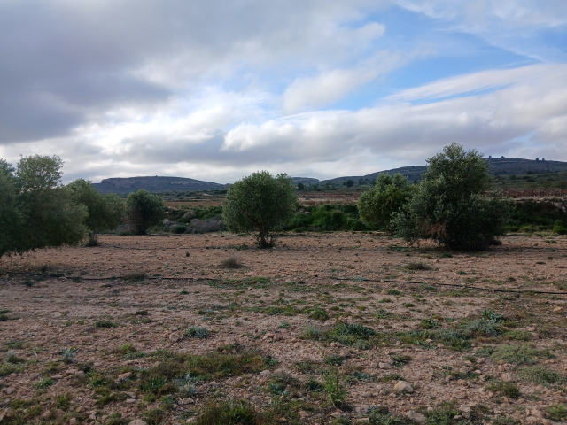Plot for sale, Yecla